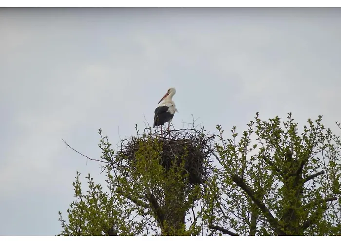 Pansiyon Manfred Aepkers Borgentreich